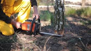 Reliable Spotsylvania Courthouse, VA  Tree Services Solutions