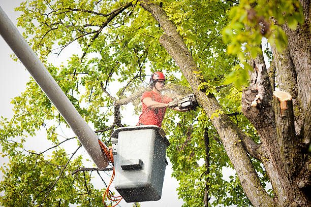 Best Arborist Consultation Services  in Spotsylnia Courthouse, VA