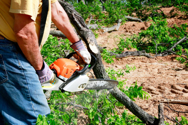 Why Choose Our Tree Removal Services in Spotsylvania Courthouse, VA?