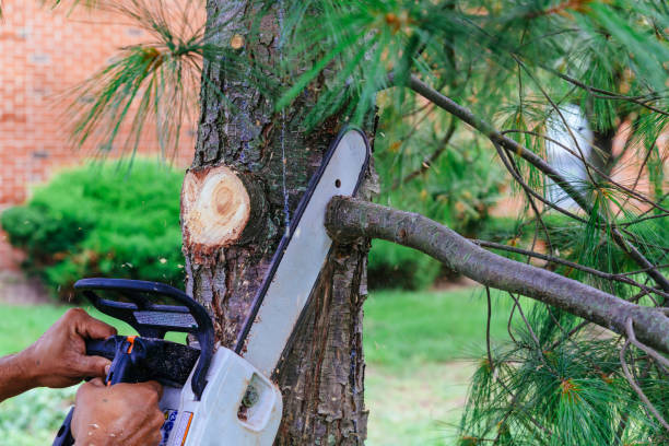 Best Stump Grinding and Removal  in Spotsylnia Courthouse, VA